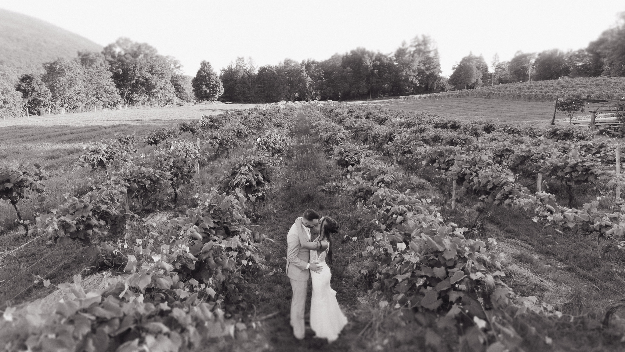 Romantic Vineyard Wedding Portrait | Finger Lakes Wedding Black-and-white wedding portrait of a newlywed couple kissing between rows of grapevines at a scenic Finger Lakes vineyard in Upstate New York.